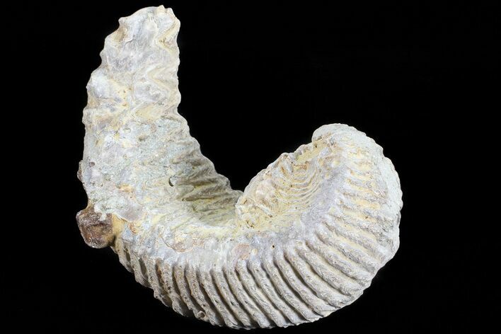 Cretaceous Fossil Oyster (Rastellum) - Madagascar #69643